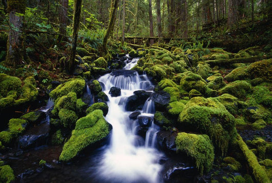 Moss-Covered Rocks In Creek With Small Waterfall Wall Mural