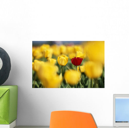 Single Red Tulip Among Yellow Tulips Wall Mural