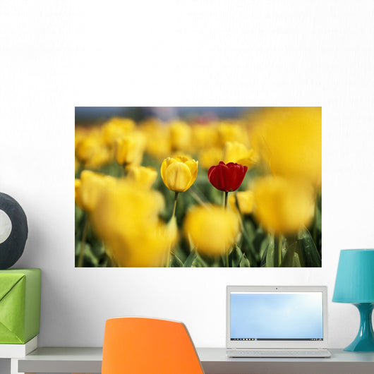 Single Red Tulip Among Yellow Tulips Wall Mural