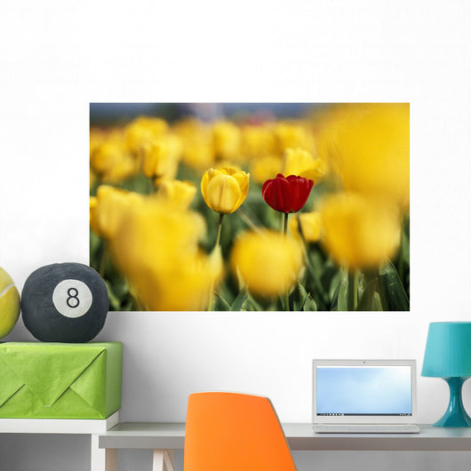 Single Red Tulip Among Yellow Tulips Wall Mural