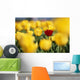 Single Red Tulip Among Yellow Tulips Wall Mural