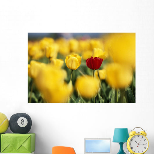 Single Red Tulip Among Yellow Tulips Wall Mural