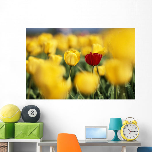 Single Red Tulip Among Yellow Tulips Wall Mural