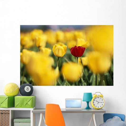 Single Red Tulip Among Yellow Tulips Wall Mural