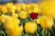 Single Red Tulip Among Yellow Tulips Wall Mural