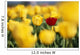 Single Red Tulip Among Yellow Tulips Wall Mural