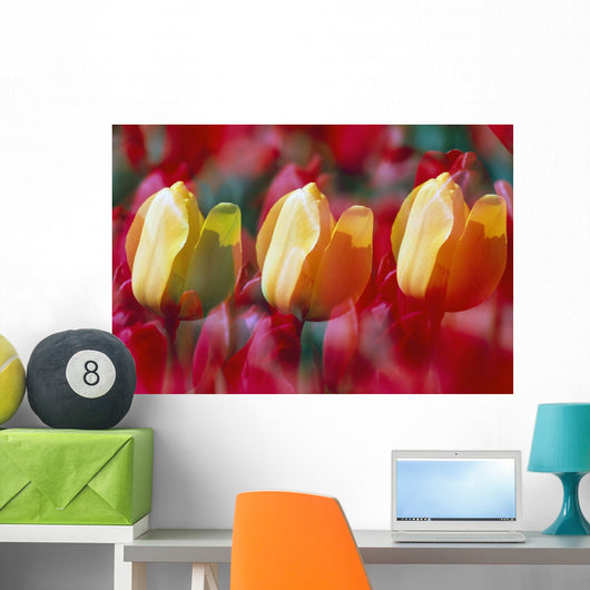 Yellow And Red Tulip Blooms Wall Mural