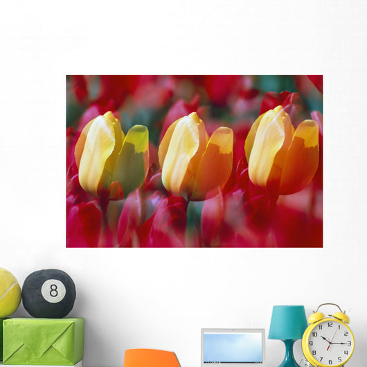 Yellow And Red Tulip Blooms Wall Mural