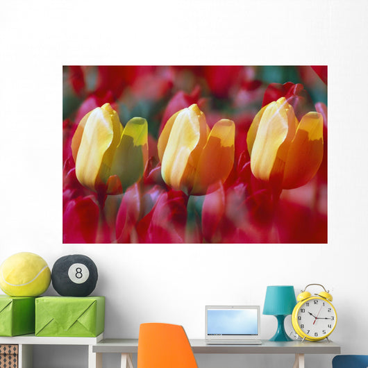 Yellow And Red Tulip Blooms Wall Mural