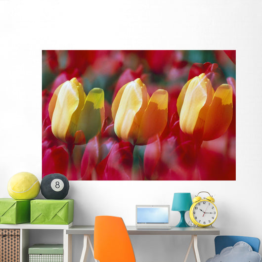 Yellow And Red Tulip Blooms Wall Mural