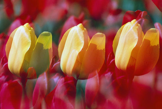 Yellow And Red Tulip Blooms Wall Mural