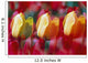 Yellow And Red Tulip Blooms Wall Mural