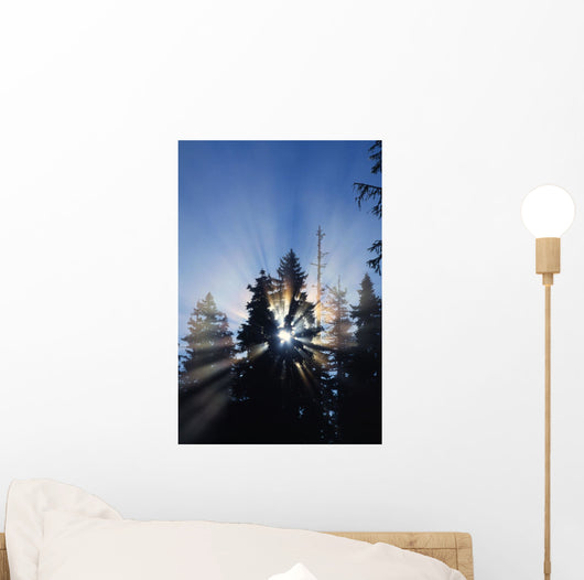 Sunburst Through Silhouetted Pine Trees Wall Mural