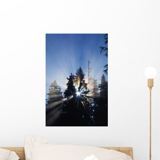 Sunburst Through Silhouetted Pine Trees Wall Mural