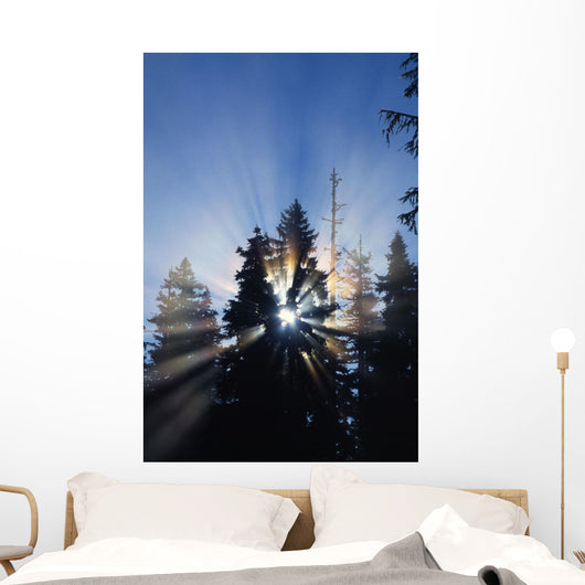 Sunburst Through Silhouetted Pine Trees Wall Mural