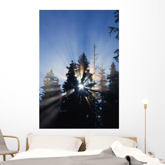 Sunburst Through Silhouetted Pine Trees Wall Mural