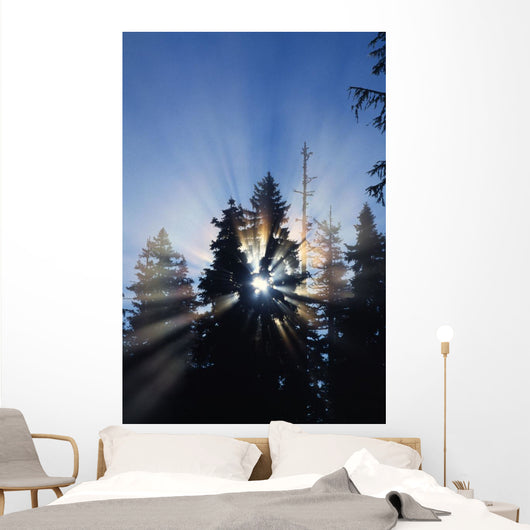 Sunburst Through Silhouetted Pine Trees Wall Mural