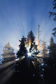 Sunburst Through Silhouetted Pine Trees Wall Mural