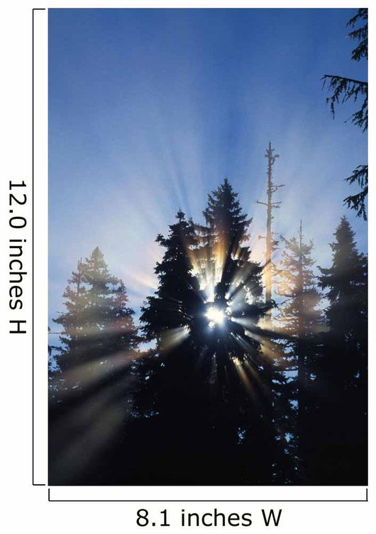 Sunburst Through Silhouetted Pine Trees Wall Mural