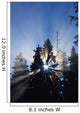 Sunburst Through Silhouetted Pine Trees Wall Mural