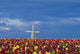 Field Of Tulips With Windmill Wall Mural