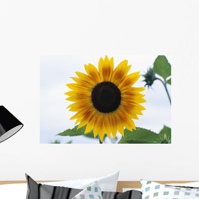 Close-up Blooming Sunflower Wall Mural shown on a wall