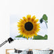 Close-Up Of Blooming Sunflower Wall Mural