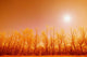 Trees With Sunlight Wall Mural
