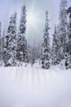 Snow Covered Forest Wall Mural