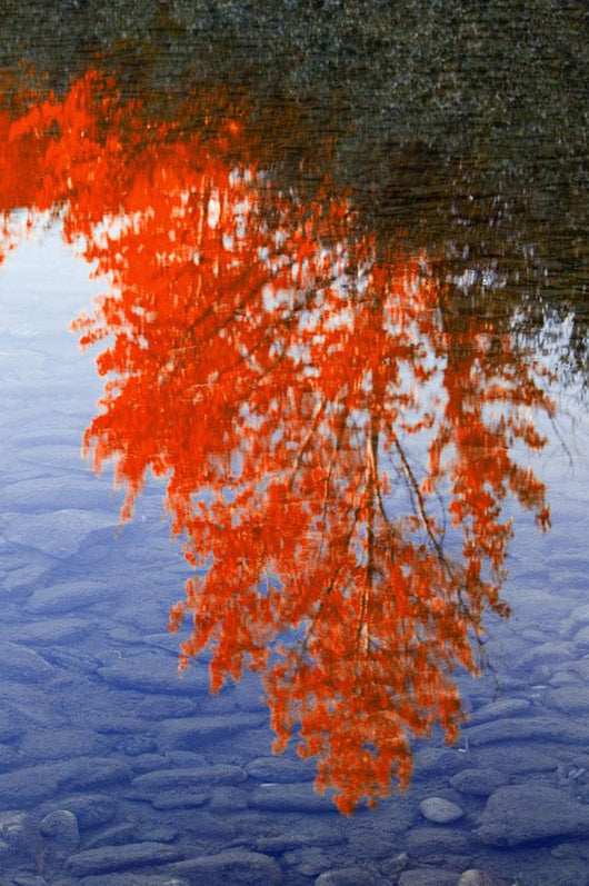 Autumn Reflections Wall Mural