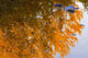 Autumn Reflections Wall Mural