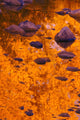 Autumn Reflections Wall Mural
