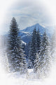 Forest In The Winter Wall Mural