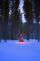 Illuminated Christmas Tree In The Woods Wall Mural