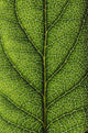 Closeup Of A Leaf Wall Mural