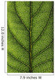 Closeup Of A Leaf Wall Mural