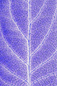 Monotone Close Up Of Leaf Wall Mural