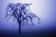 Tree Silhouette In Blue Fog Wall Mural