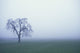 Tree Silhouette In Fog Wall Mural