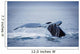 Whale's Fluke Wall Mural