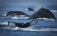 School Of Humpback Whales Wall Mural