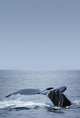 Humpback Whale Tail Fin Wall Mural