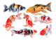 Colorful Carps Koi Fish Wall Decal Sticker Set