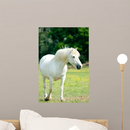 White Horse