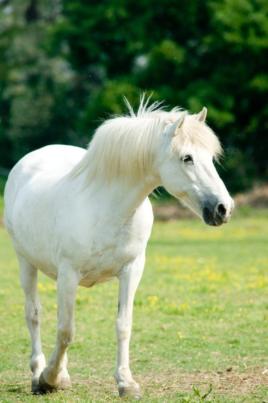 White Horse