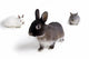 Rabbits Wall Mural