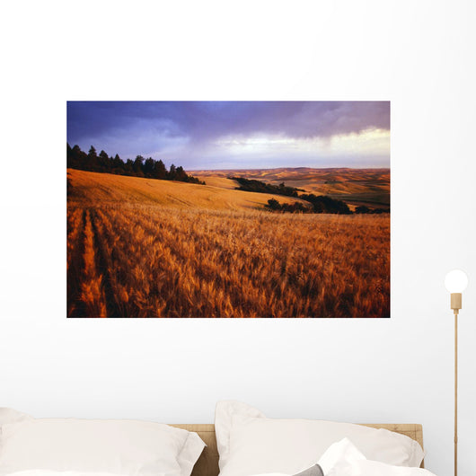 Sunset Over Wheat Field On Steptoe Butte Wall Mural