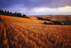 Sunset Over Wheat Field On Steptoe Butte Wall Mural