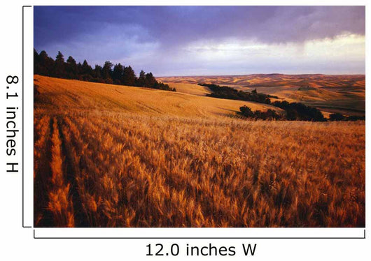 Sunset Over Wheat Field On Steptoe Butte Wall Mural