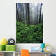 Lush Foliage And Bare Trees In Fog Wall Mural